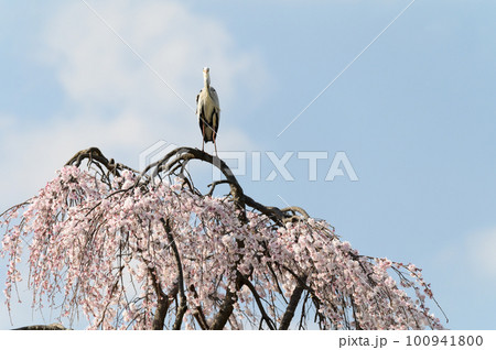 桜の木の上にとまるアオサギ 桜の木の上にとまるアオサギ 100941800