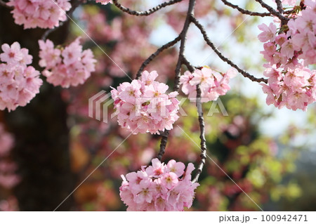 陽光桜 100942471