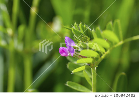 畑づくりに役立つ雑草、カラスノエンドウ(ヤハズエンドウ) 畑づくりに役立つ雑草、カラスノエンドウ(ヤハズエンドウ) 100942482