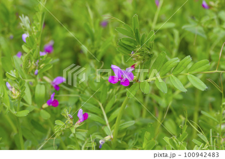 畑づくりに役立つ雑草、カラスノエンドウ（ヤハズエンドウ） 100942483