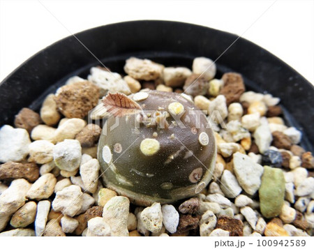 フォエチダ　モンスター 100942589