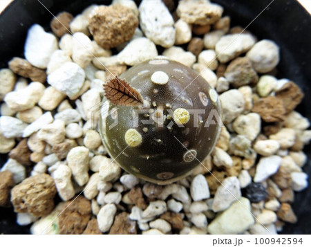 フォエチダ モンスター フォエチダ モンスター 100942594