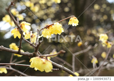 京都御苑の蝋梅 100943071
