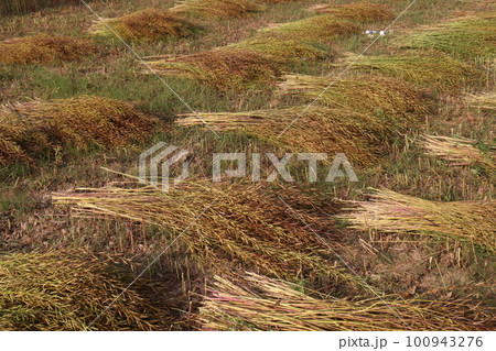 ripe mustard farm on field for harvest are cash crops and the key to economic growth ripe mustard farm on field for harvest are cash crops and the key to economic growth 100943276