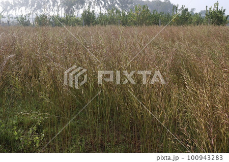 ripe mustard farm on field for harvest are cash crops and the key to economic growth ripe mustard farm on field for harvest are cash crops and the key to economic growth 100943283