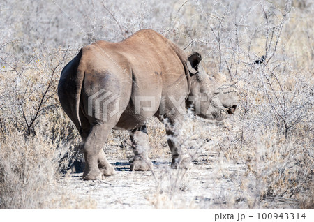 Black Rhinoceros Browsing under a tree. Black Rhinoceros Browsing under a tree. 100943314