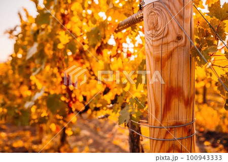 Bright autumn red orange yellow grapevine leaves at vineyard in warm sunset sunlight. Beautiful clusters of ripening grapes. Winemaking and organic fruit gardening. Close up. Selective focus. Bright autumn red orange yellow grapevine leaves at vineyard in warm sunset sunlight. Beautiful clusters of ripening grapes. Winemaking and organic fruit gardening. Close up. Selective focus. 100943333