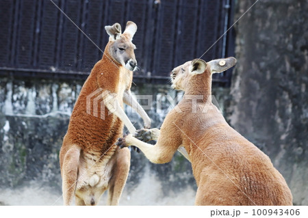 カンガルーの闘い カンガルーの闘い 100943406