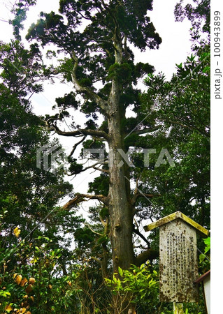千葉 南房総 富山 ボタンスギの巨木 千葉 南房総 富山 ボタンスギの巨木 100943899