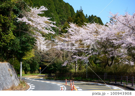 桜のトンネルをある坂道 100943908
