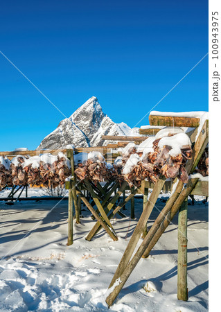 Arctic cod at Lofoten in Norway, Europe 100943975