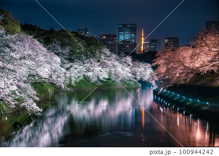 千鳥ケ淵の桜 ライトアップ 2023 千鳥ケ淵の桜 ライトアップ 2023 100944242