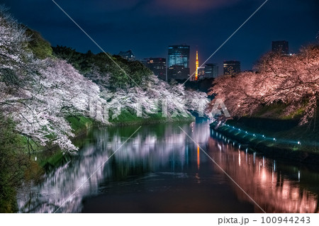 千鳥ケ淵の桜 ライトアップ 2023 千鳥ケ淵の桜 ライトアップ 2023 100944243