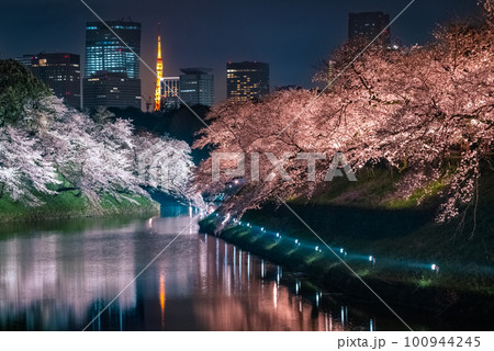 千鳥ケ淵の桜 ライトアップ 2023 千鳥ケ淵の桜 ライトアップ 2023 100944245