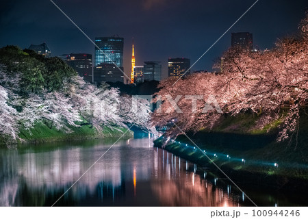 千鳥ケ淵の桜 ライトアップ 2023 千鳥ケ淵の桜 ライトアップ 2023 100944246
