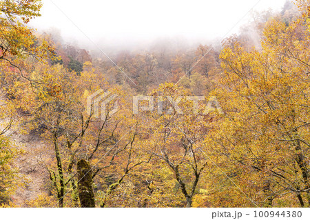 221018わさび平g303-2 100944380