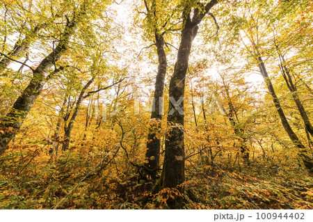 221018わさび平s188 100944402