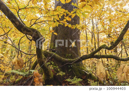 221018わさび平s187-2 100944403