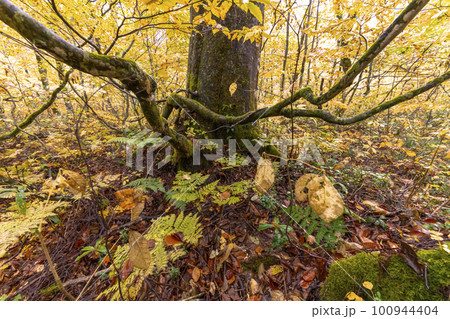 221018わさび平s186 100944404