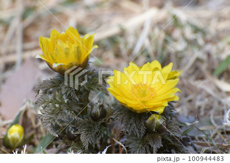 福寿草 福寿草 100944483