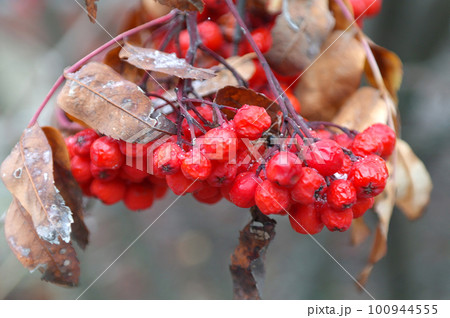 Red ripe bunch of rowan with green rowan leaves Red ripe bunch of rowan with green rowan leaves 100944555