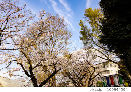 桜　開花 100944594