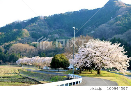 川沿いに穏やかに咲く桜の花　田舎の春の風景 100944597