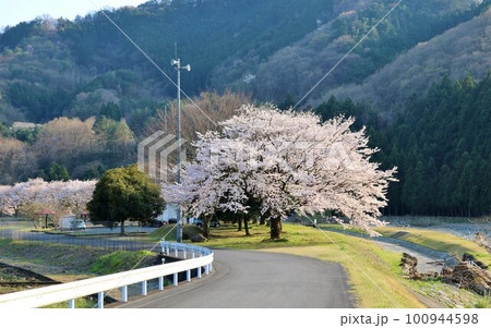 川沿いに穏やかに咲く桜の花　田舎の春の風景 100944598