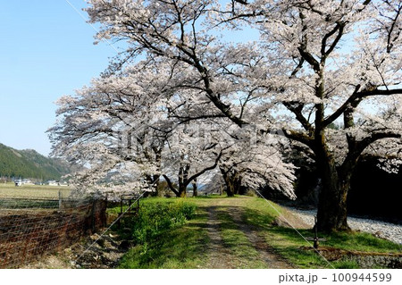 川沿いに穏やかに咲く桜の花　田舎の春の風景 100944599