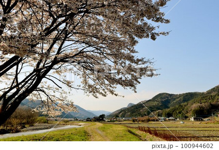 川沿いに穏やかに咲く桜の花　田舎の春の風景 100944602