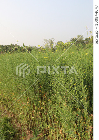 mustard farm on field for harvest are cash crops 100944647