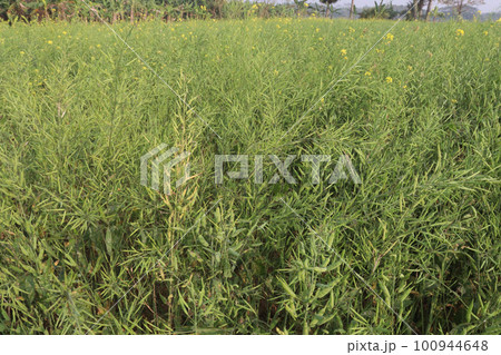 mustard farm on field for harvest are cash crops mustard farm on field for harvest are cash crops 100944648