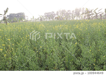 mustard farm on field for harvest are cash crops mustard farm on field for harvest are cash crops 100944649