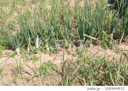 tasty and healthy onion farm tasty and healthy onion farm 100944932