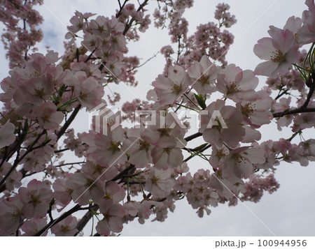 見上げた桜 100944956