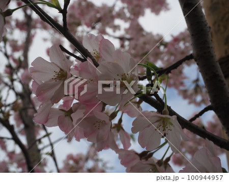 桜の花 100944957