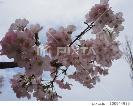 空に向かって咲く桜の花 100944959