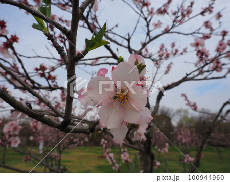 桜の花 100944960
