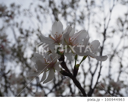 桜の花 100944963