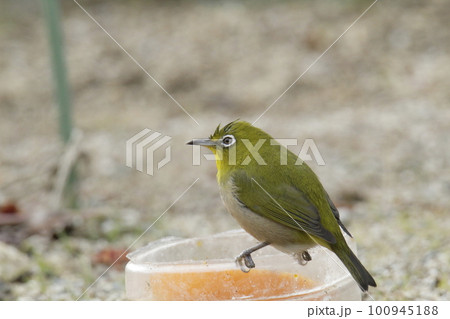 餌台にやってきたメジロ、 100945188