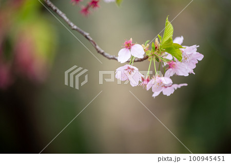 春の光を浴びる桜 100945451