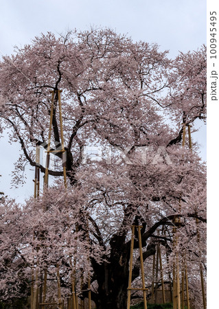 満開の戸津辺の桜 満開の戸津辺の桜 100945495