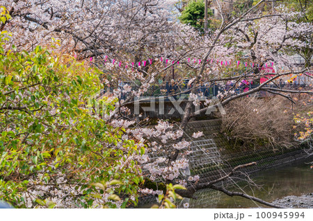 （神奈川県）横浜市・大岡川プロムナード　桜 100945994