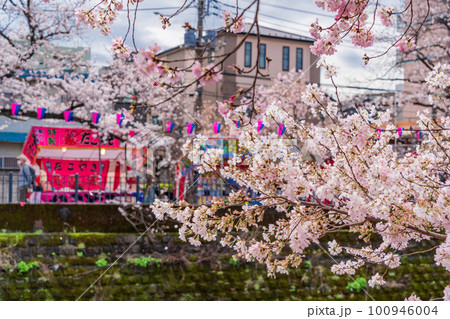 （神奈川県）横浜市・大岡川プロムナード　桜 100946004