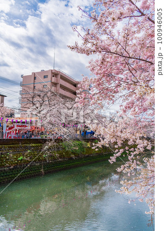（神奈川県）横浜市・大岡川プロムナード　桜 100946005
