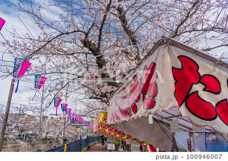 （神奈川県）横浜市・大岡川プロムナード　桜 100946007