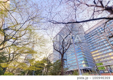 川崎駅前の桜 川崎駅前の桜 100946369