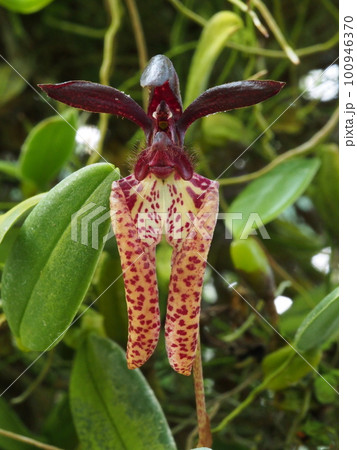 ブルボフィルム・ラシオキルム Bulbophyllum lasiochilum の花 ブルボフィルム・ラシオキルム Bulbophyllum lasiochilum の花 100946370
