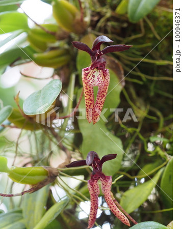 ブルボフィルム・ラシオキルム Bulbophyllum lasiochilum の花 ブルボフィルム・ラシオキルム Bulbophyllum lasiochilum の花 100946371