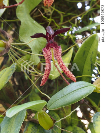 ブルボフィルム・ラシオキルム Bulbophyllum lasiochilum の花 ブルボフィルム・ラシオキルム Bulbophyllum lasiochilum の花 100946372